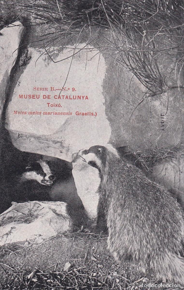 Postales: MUSEU DE CATALUNYA - TOIX&Oacute; - Foto 1