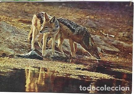 Postales: Sud&aacute;frica & Marcofilia, Chacais en Lebron, Johannesburgo a Louren&ccedil;o Marques, Mozambique 1961 (78)