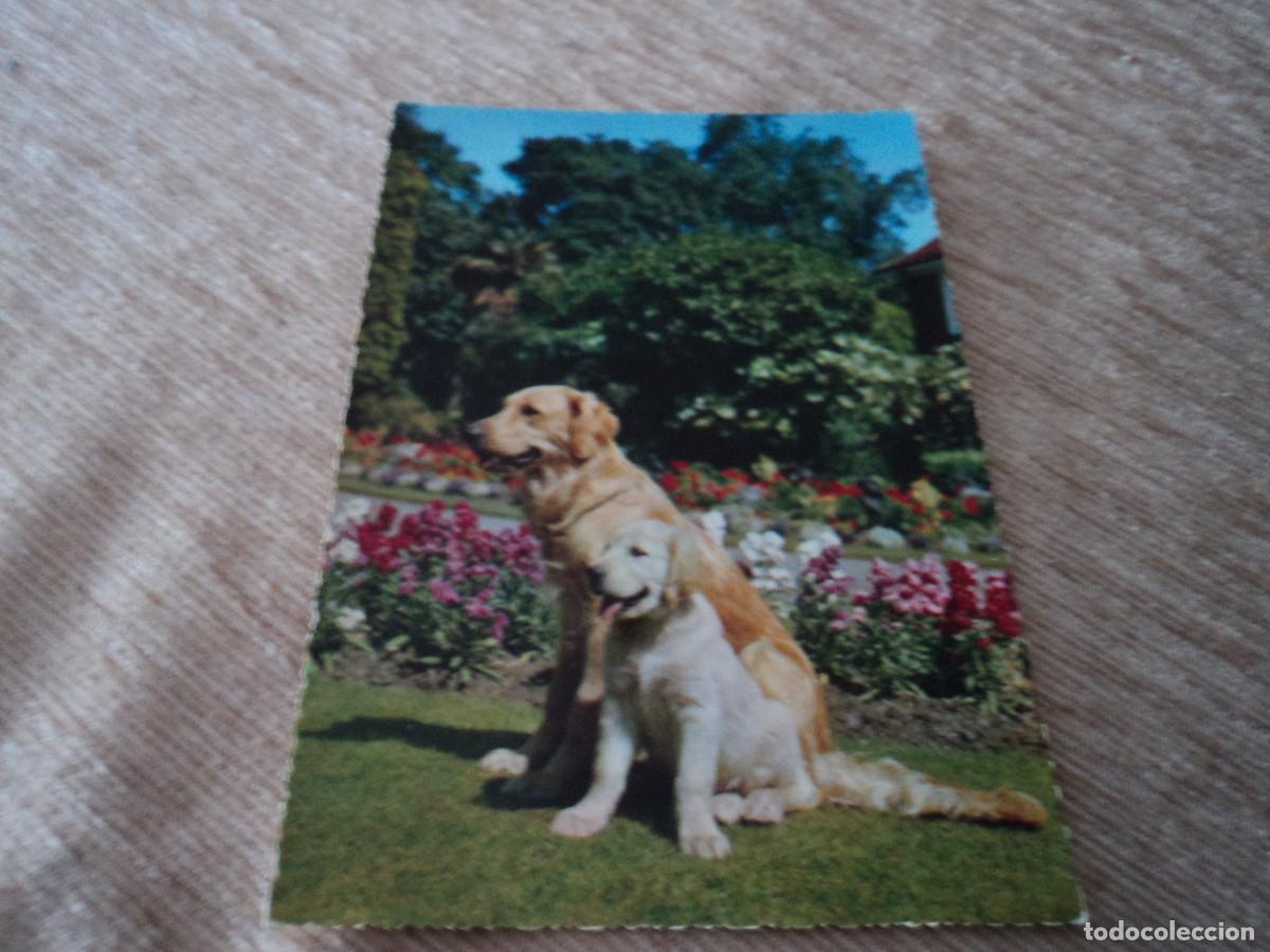Postales: perro y cachorro, cecami 870 - Foto 1