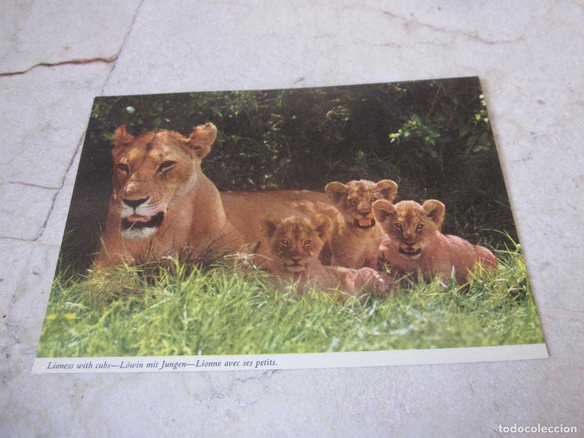 Postcards: POSTAL LIONESS WITH CUBS