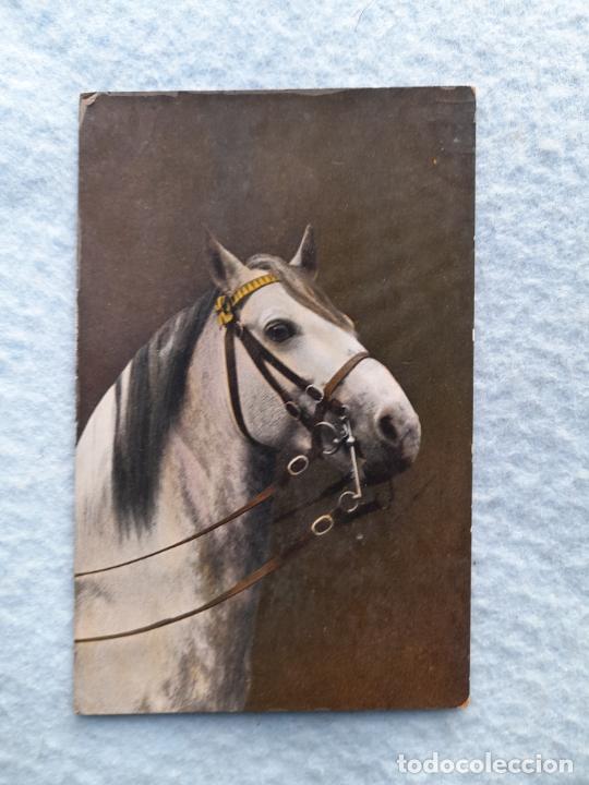 Postales: Postal antigua de Caballo. - Foto 1