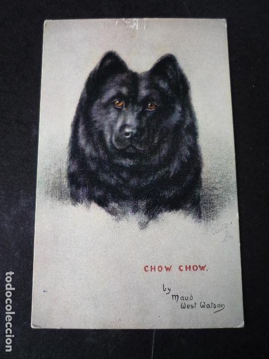 Postales: PERRO CHOW CHOW POSTAL - Foto 1