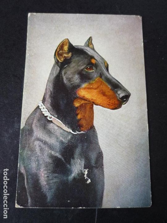 Postales: PERRO POSTAL - Foto 1