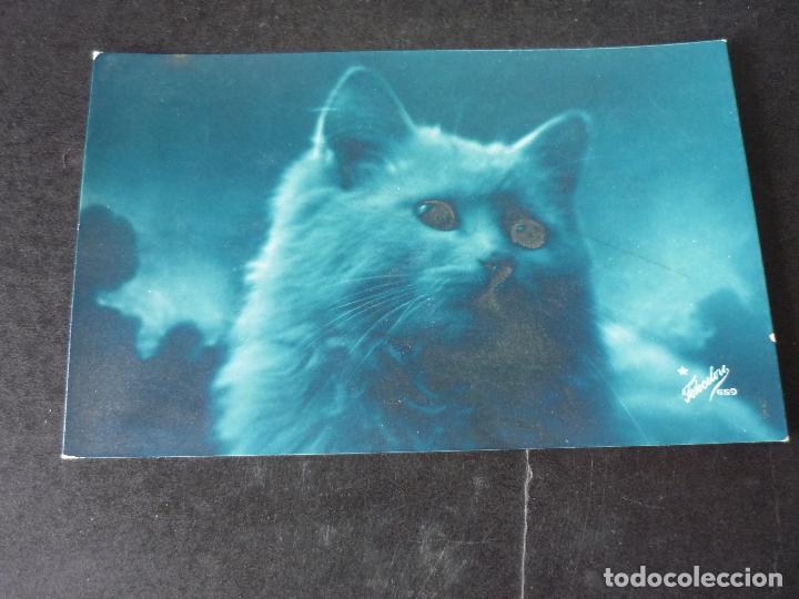 Postales: GATO POSTAL - Foto 1