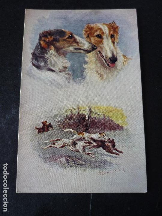 Postales: PERRO POSTAL - Foto 1