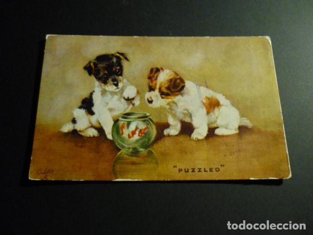 Postales: CACHORROS CON PECES POSTAL - Foto 1