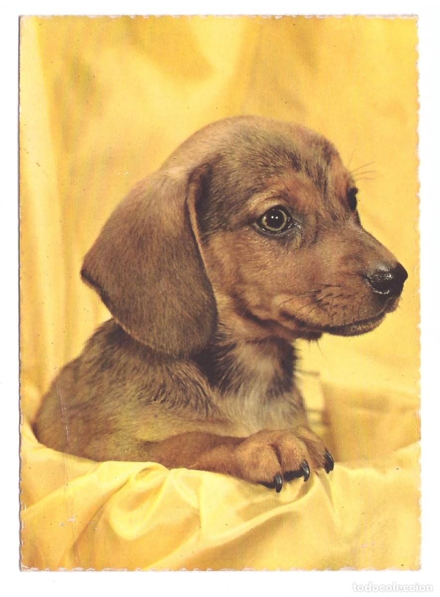 Postales: TARJETA POSTAL DE PERROS - Foto 1