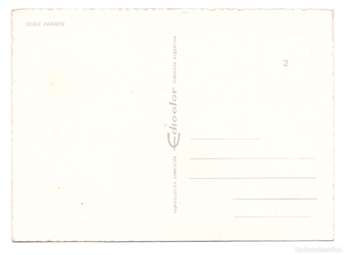 Postales: TARJETA POSTAL DE PERROS - Foto 2