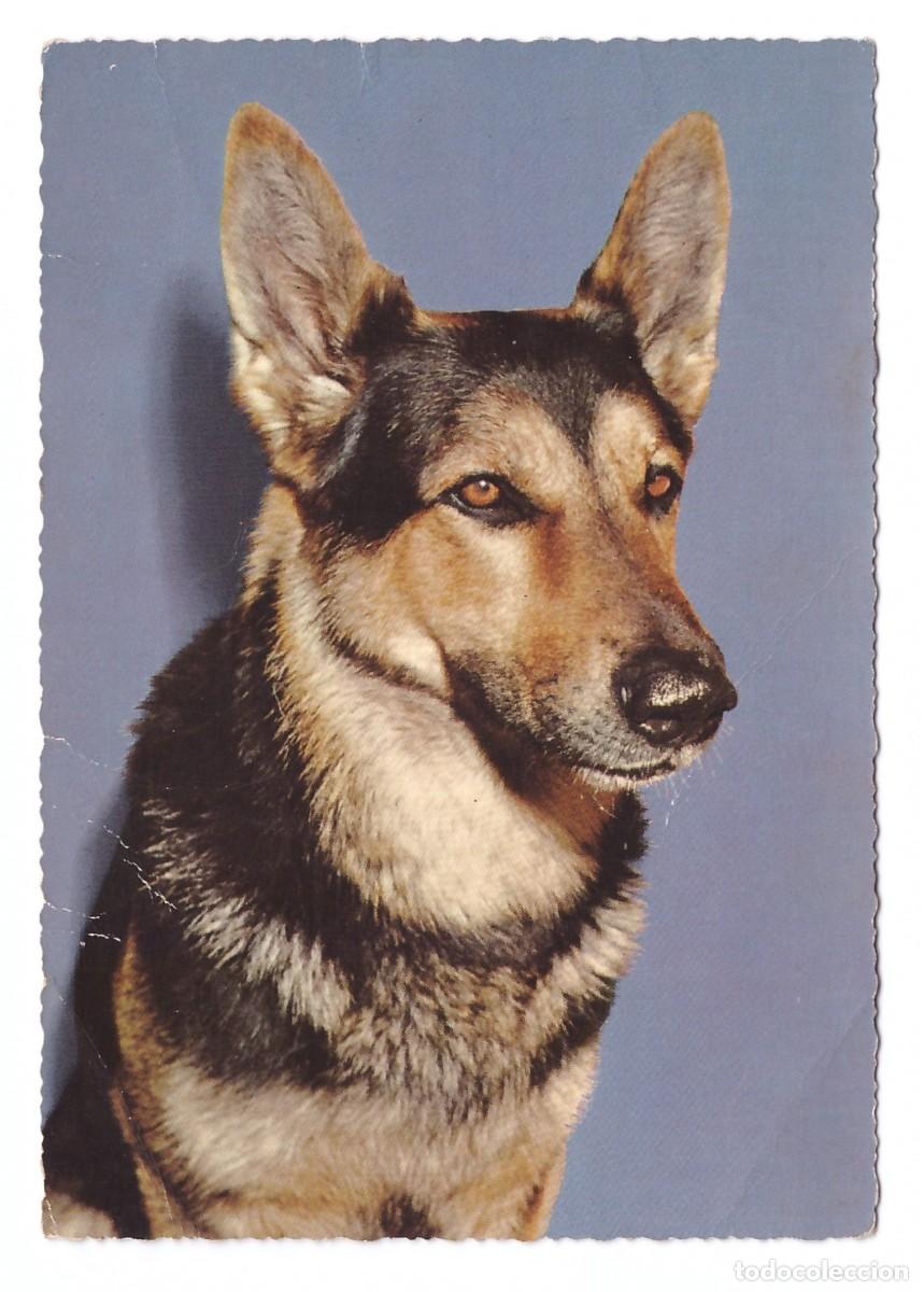 Postales: TARJETA POSTAL DE PERROS - Foto 1