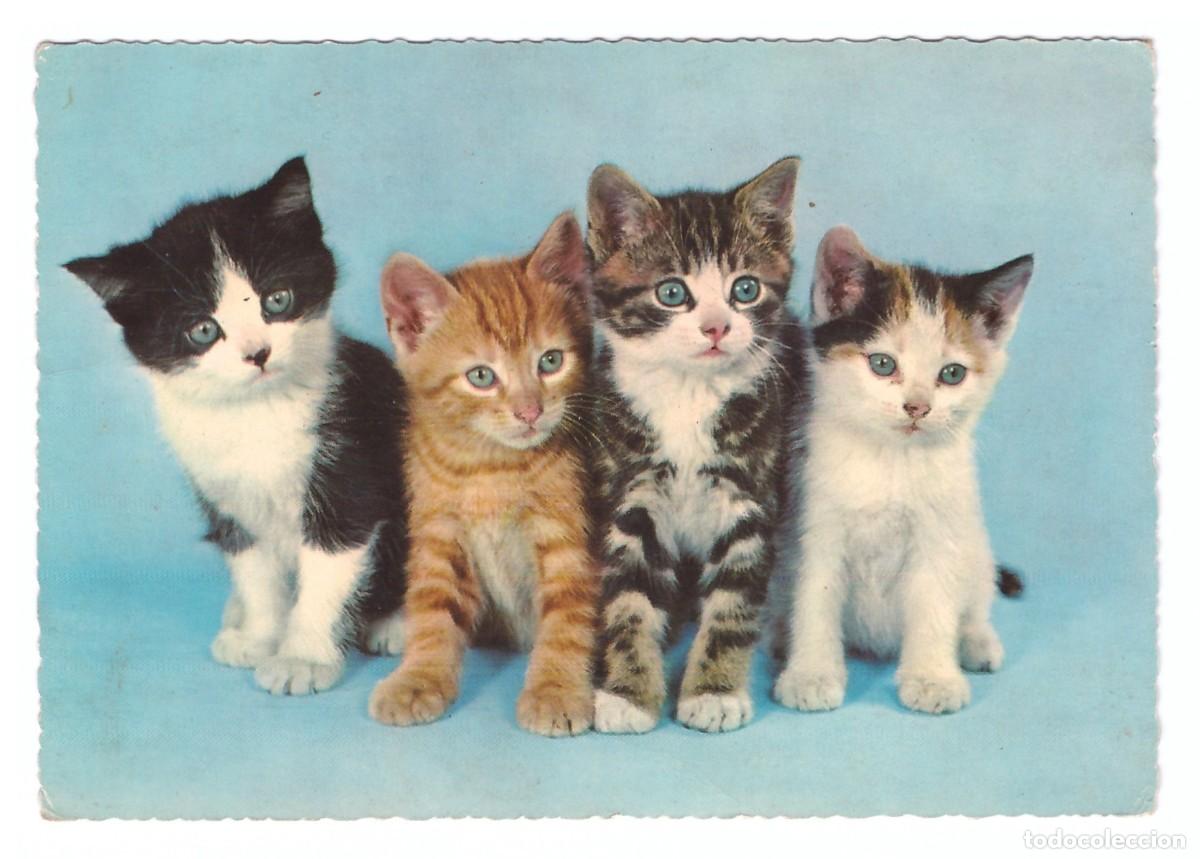 Postales: TARJETA POSTAL DE GATOS - Foto 1