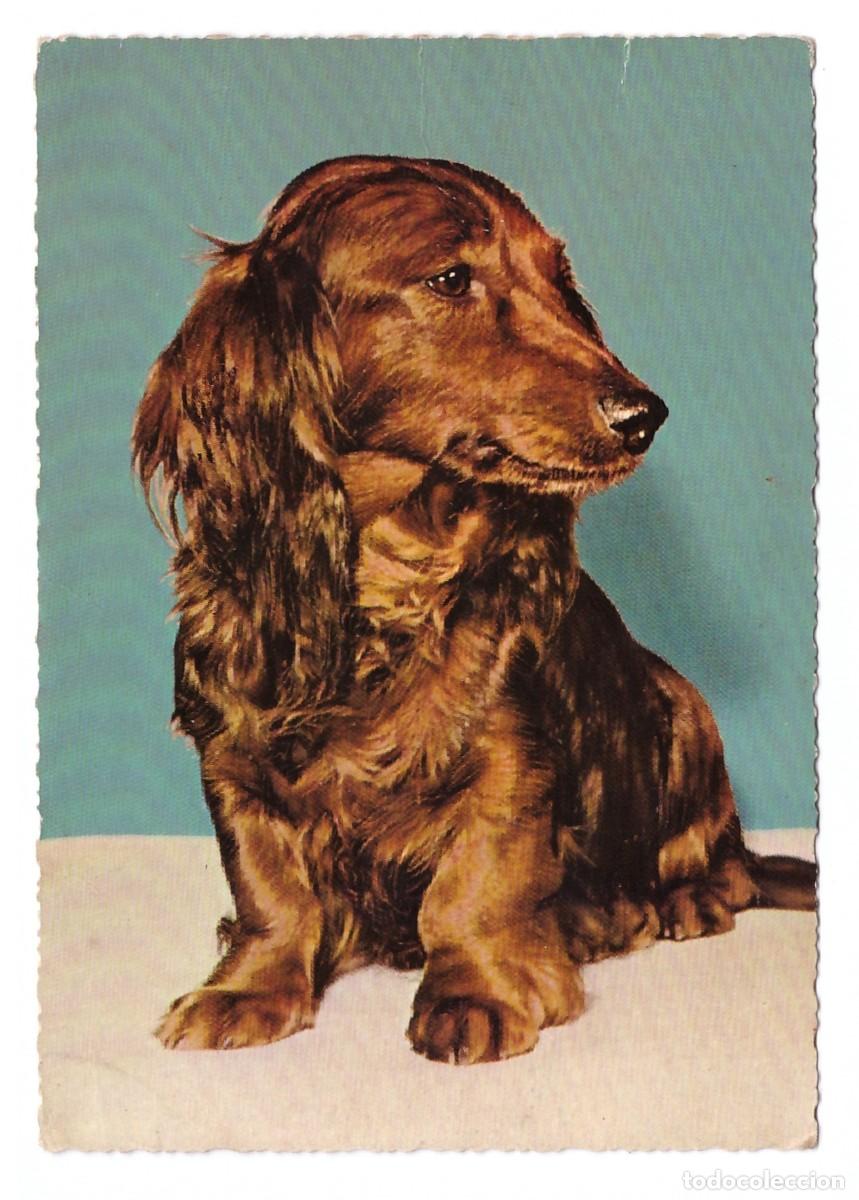 Postales: TARJETA POSTAL DE PERROS - Foto 1
