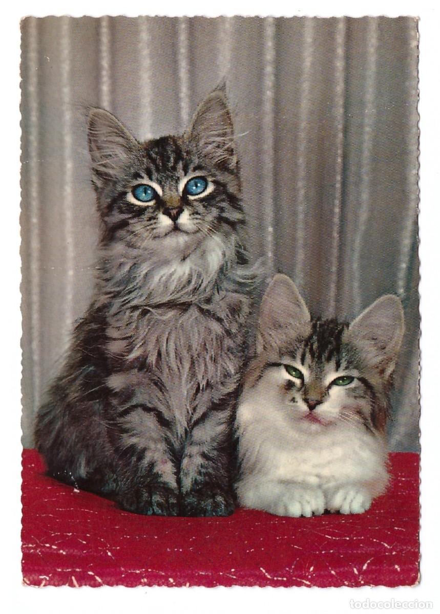 Postales: TARJETA POSTAL DE GATOS - Foto 1