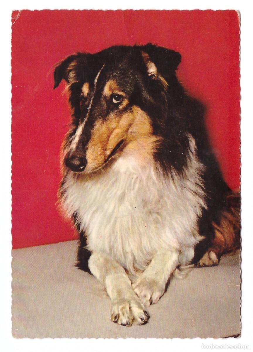 Postales: TARJETA POSTAL DE PERROS - Foto 1