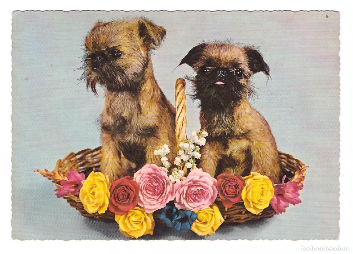 Postales: TARJETA POSTAL DE PERROS - Foto 1