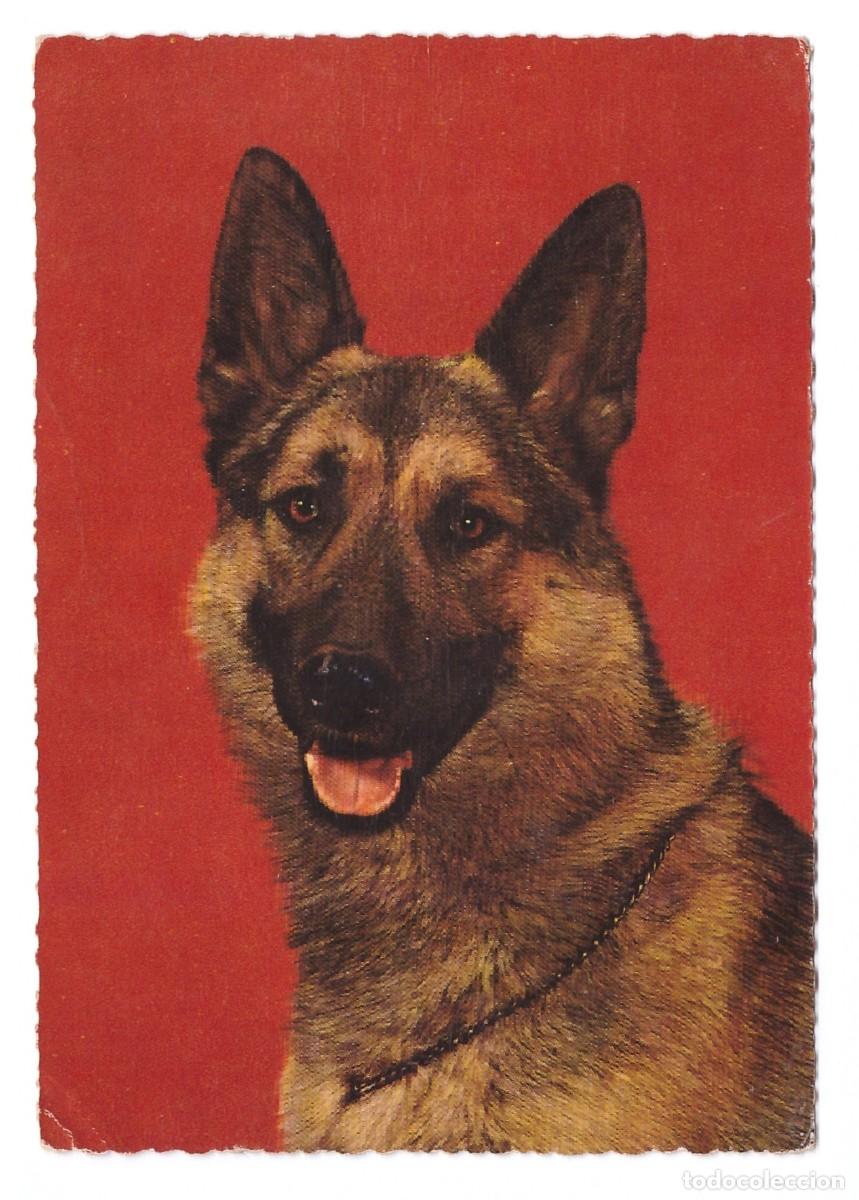Postales: TARJETA POSTAL DE PERROS - Foto 1