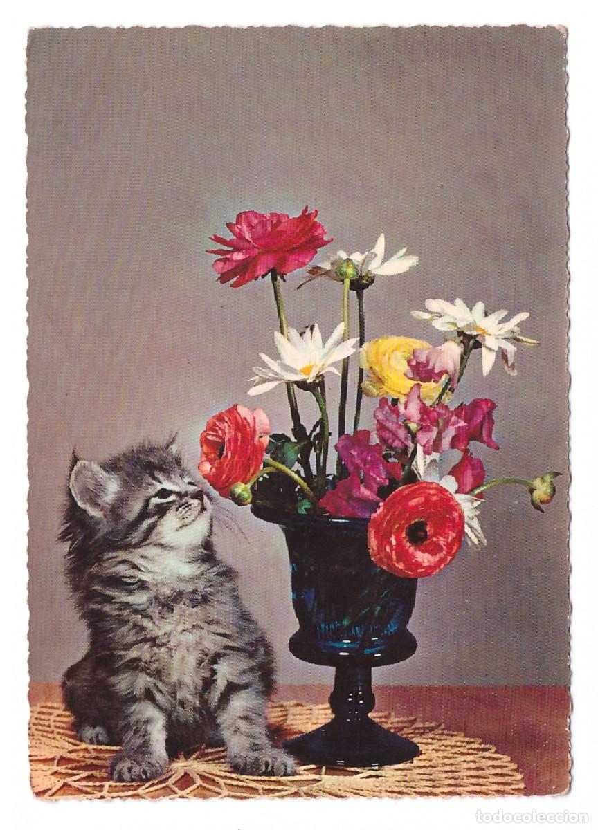 Postales: TARJETA POSTAL DE GATOS - Foto 1