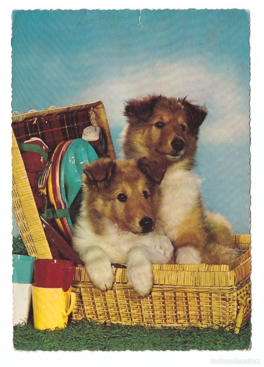 Postcards: TARJETA POSTAL DE PERROS