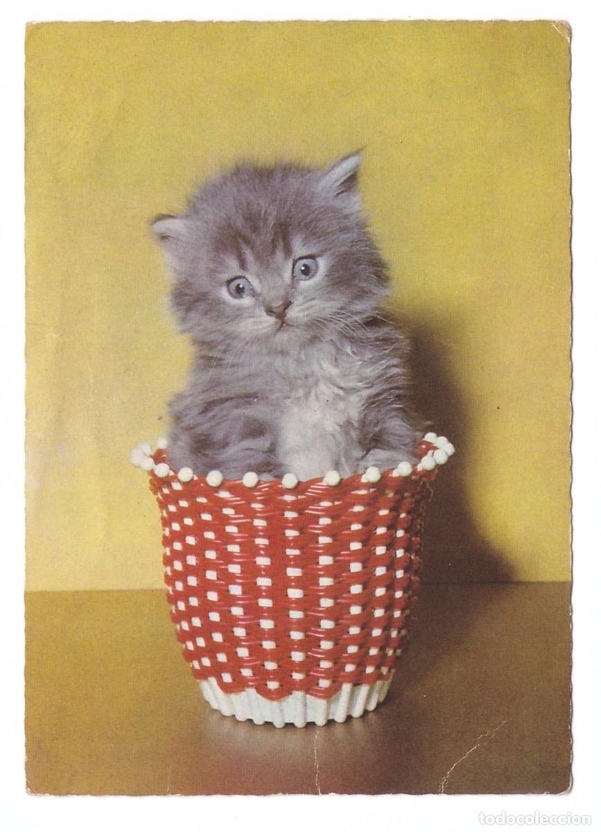 Postales: TARJETA POSTAL DE GATOS - Foto 1