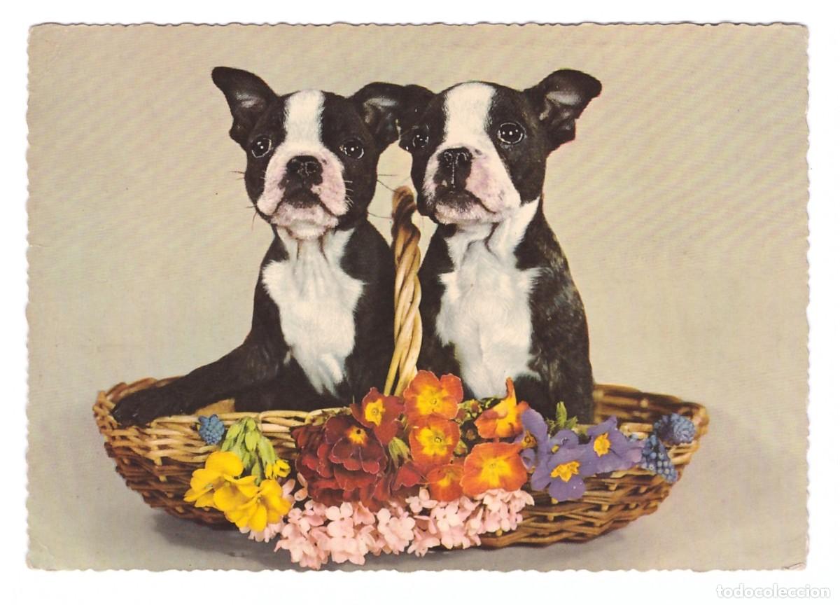 Postales: TARJETA POSTAL DE PERROS - Foto 1