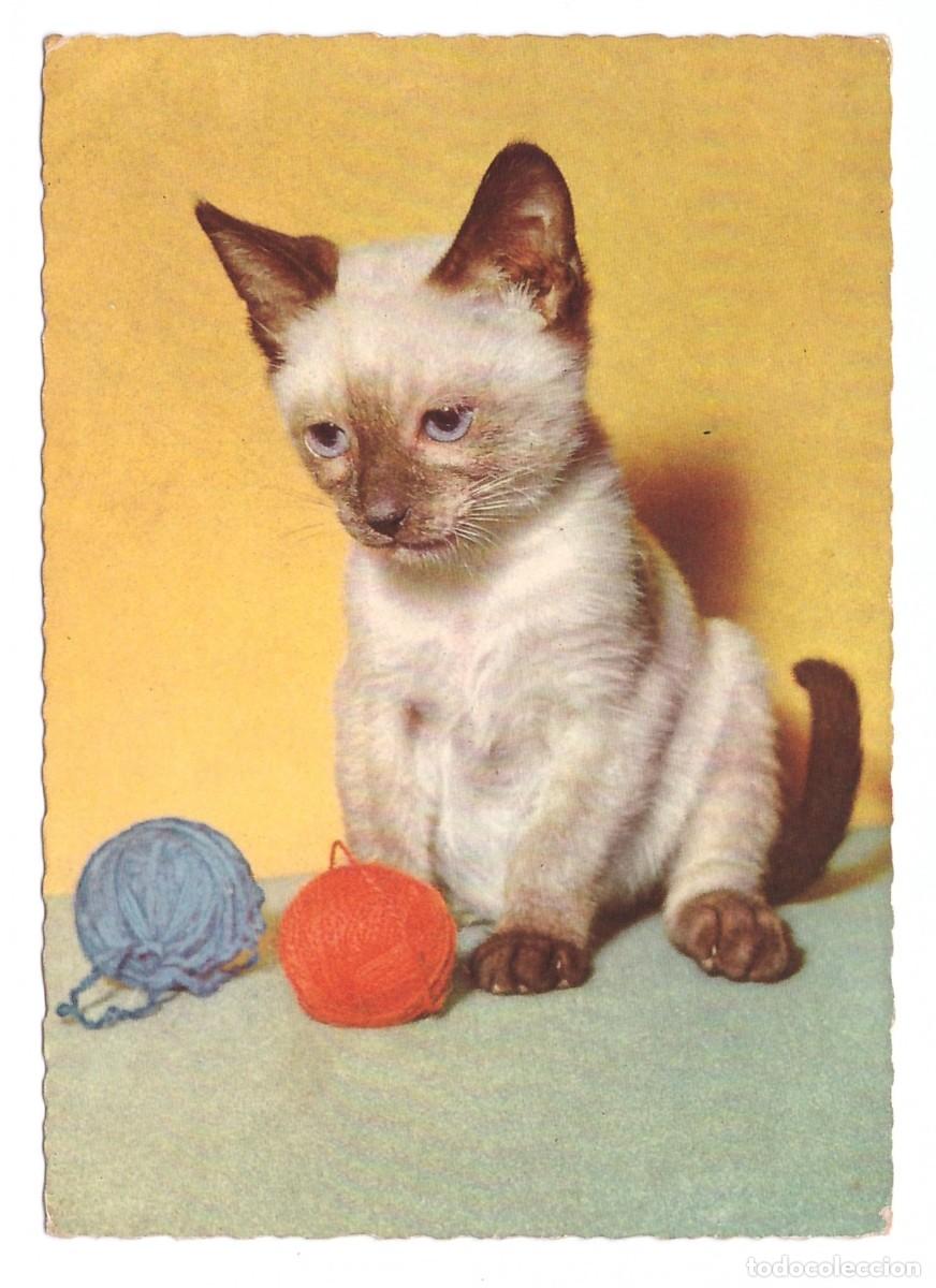 Postales: TARJETA POSTAL DE GATOS - Foto 1
