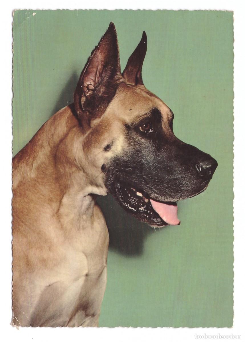 Postales: TARJETA POSTAL DE PERROS - Foto 1