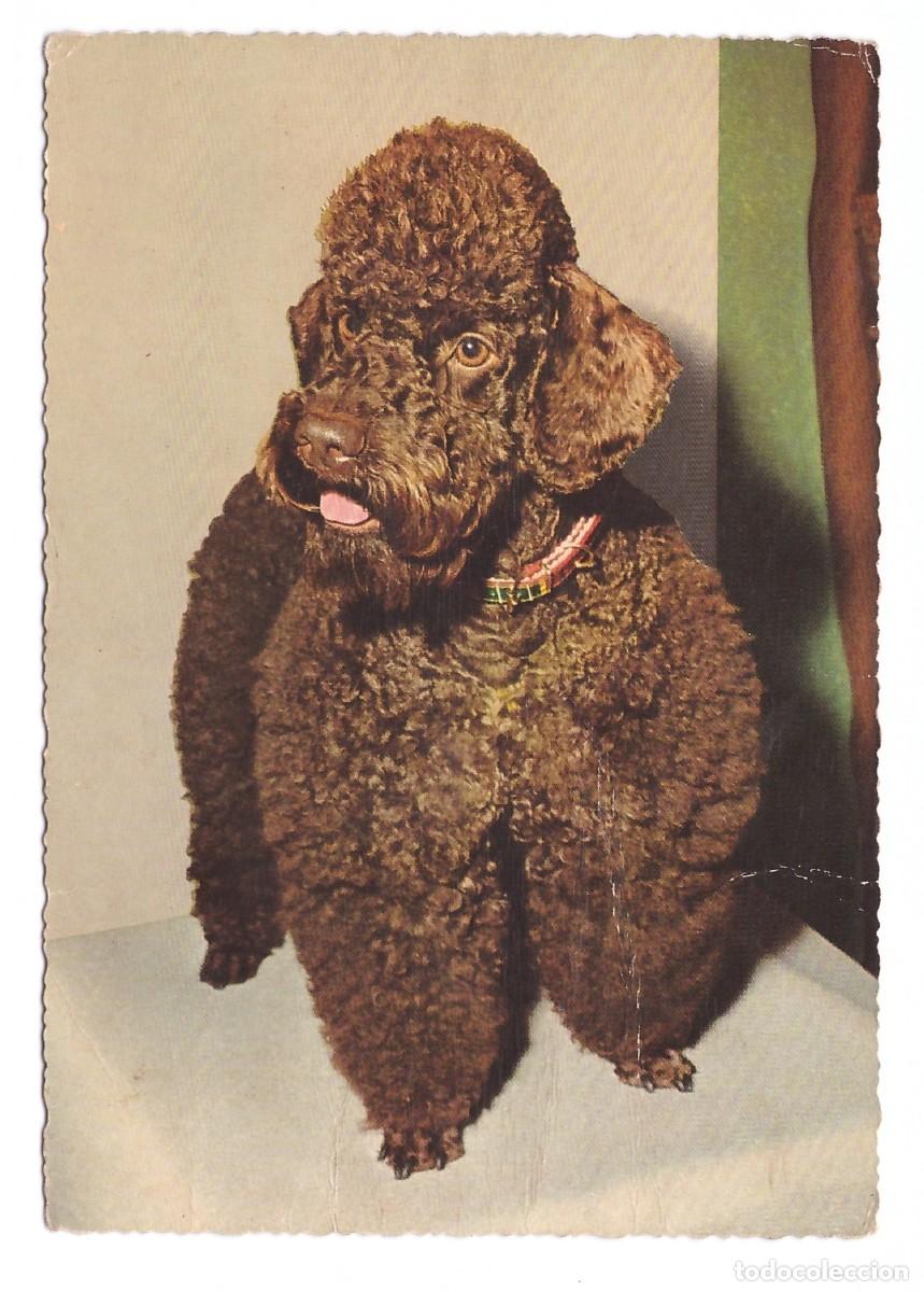 Postales: TARJETA POSTAL DE PERROS - Foto 1