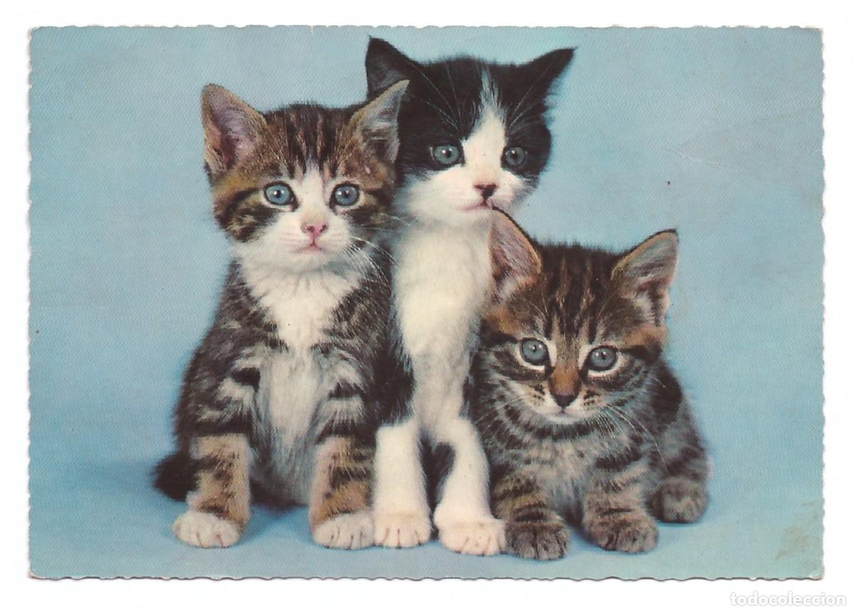 Postales: TARJETA POSTAL DE GATOS - Foto 1