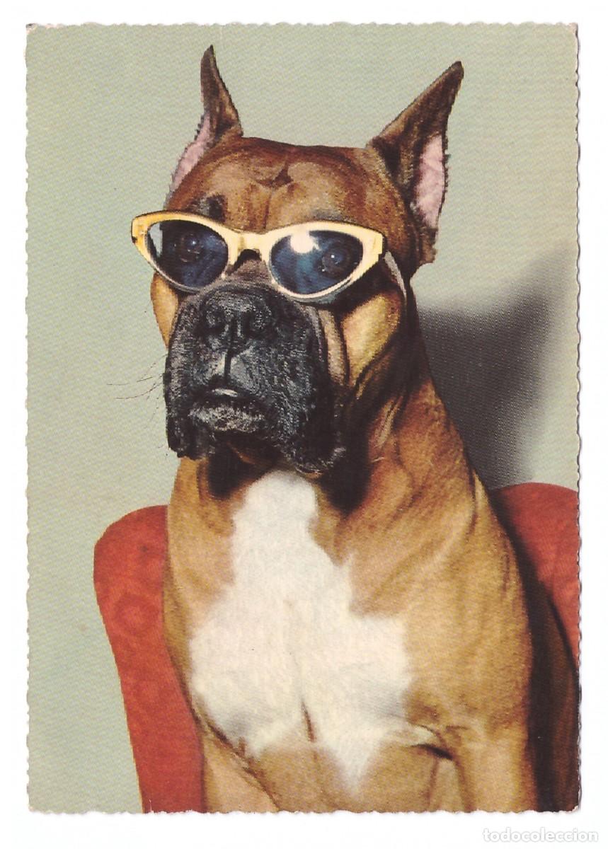 Postales: TARJETA POSTAL DE PERROS - Foto 1