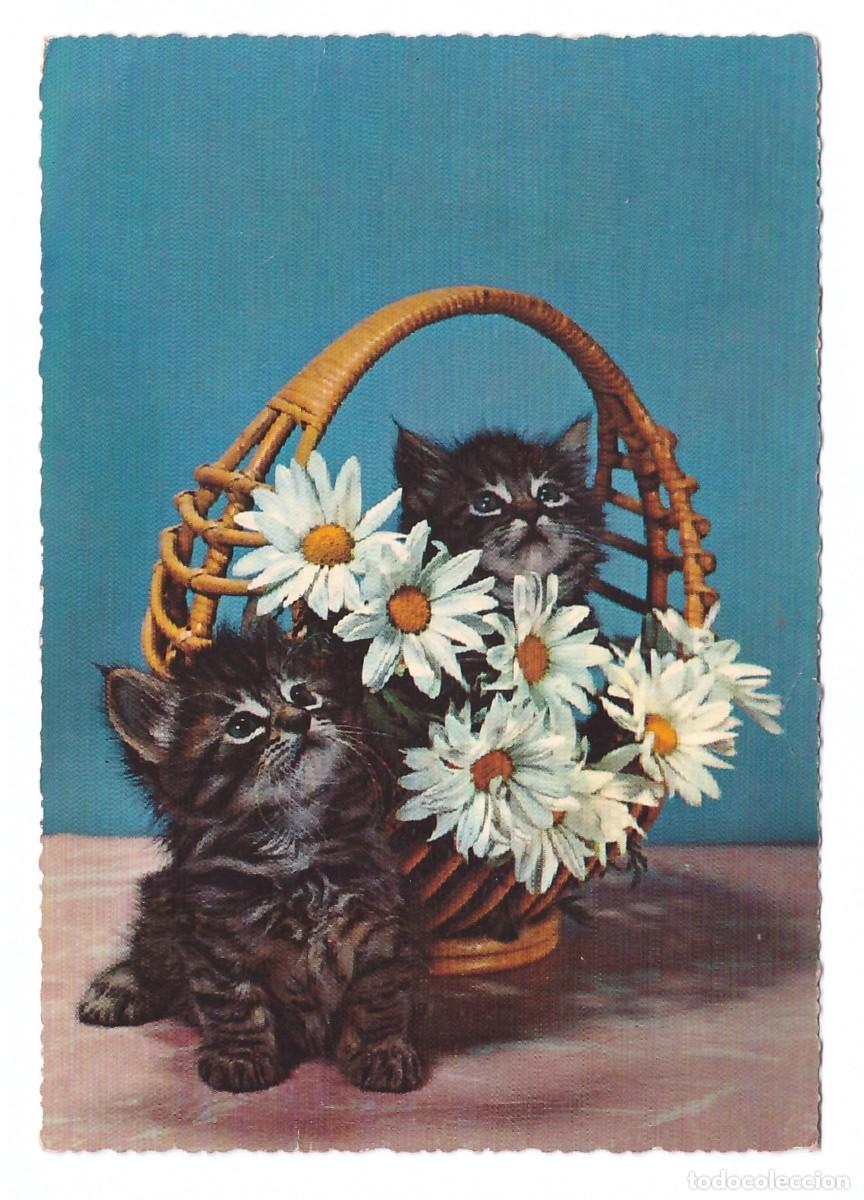 Postales: TARJETA POSTAL DE GATOS - Foto 1