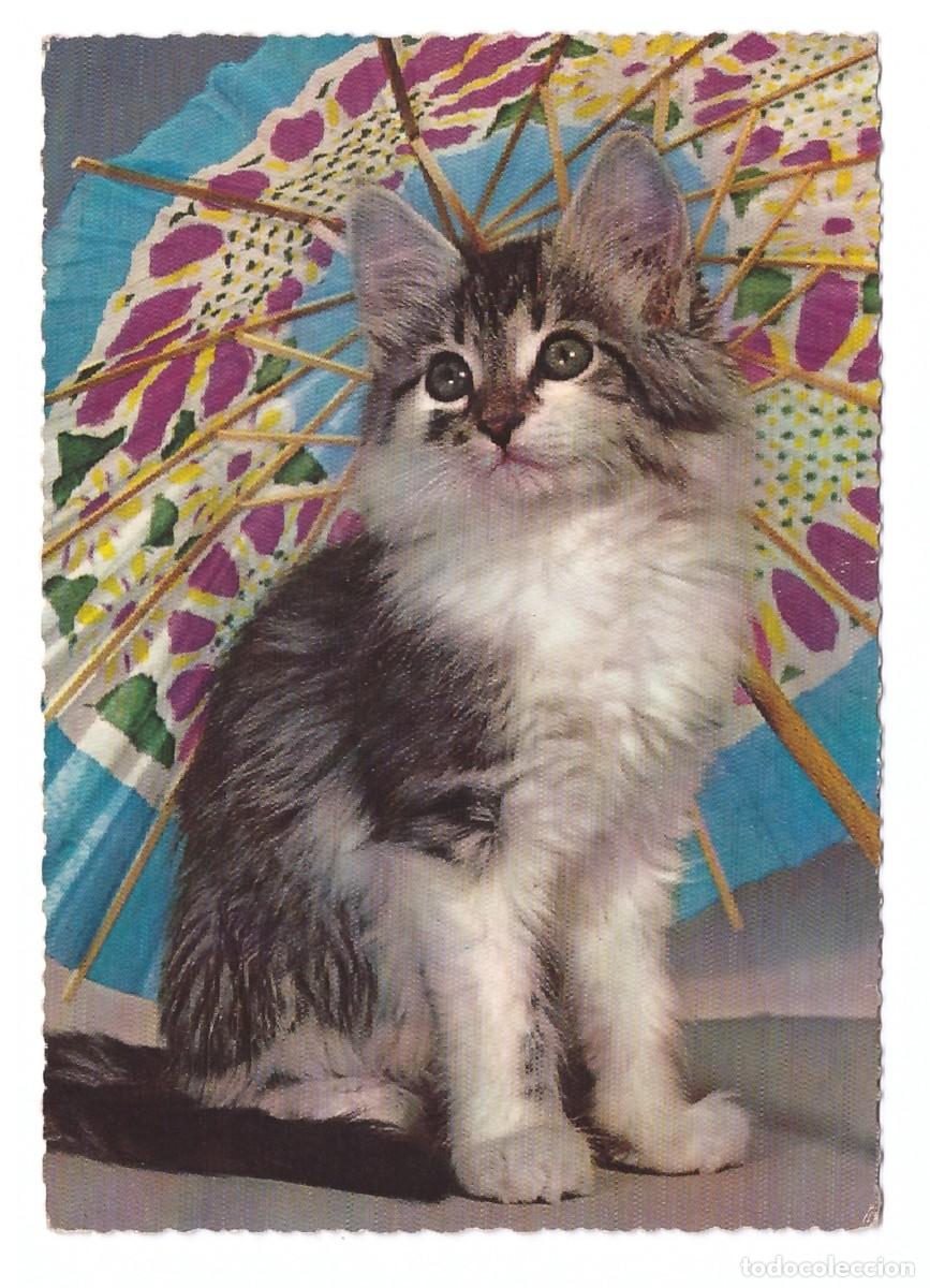 Postales: TARJETA POSTAL DE GATOS - Foto 1