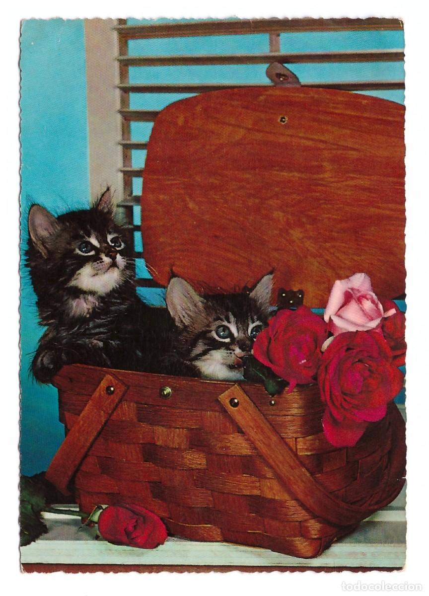 Postales: TARJETA POSTAL DE GATOS - Foto 1