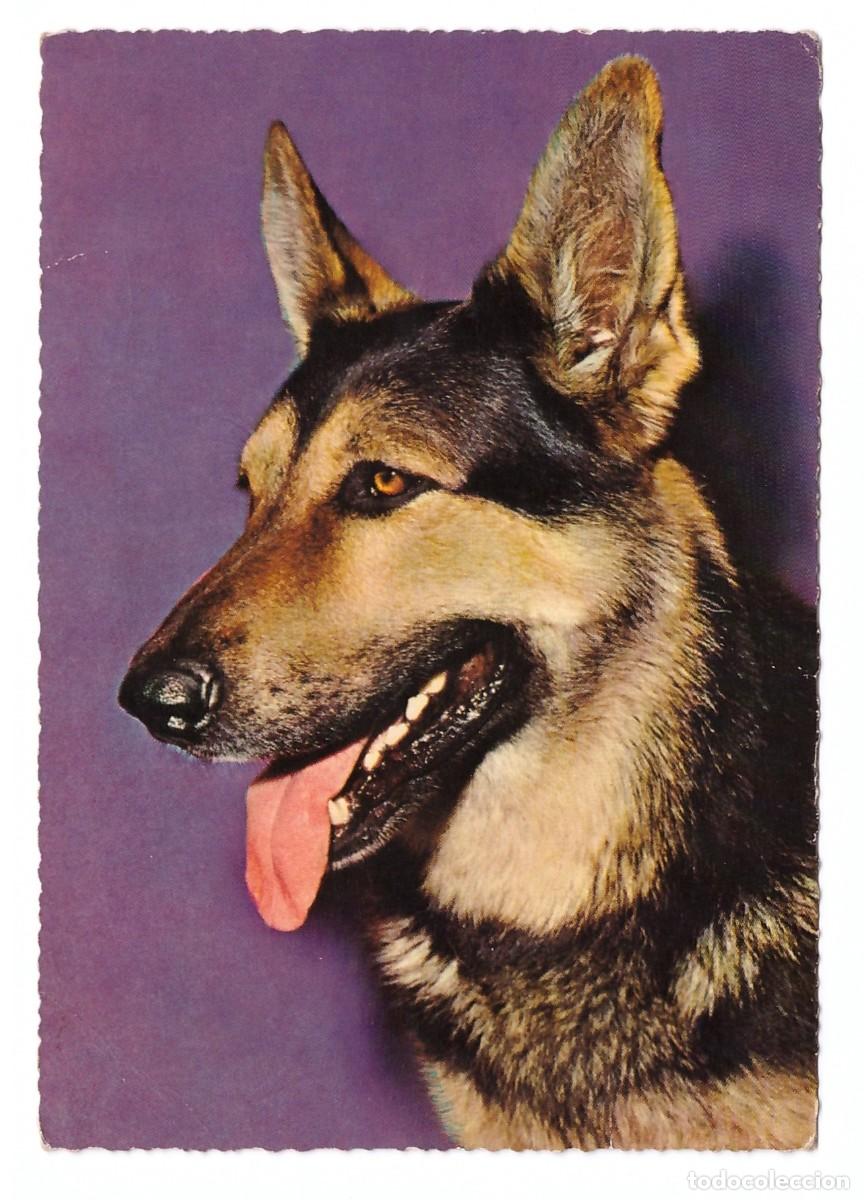 Postales: TARJETA POSTAL DE PERROS - Foto 1