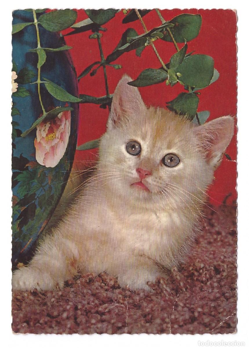 Postales: TARJETA POSTAL DE GATOS - Foto 1