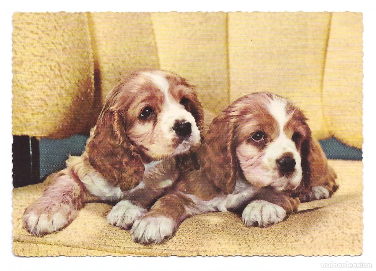 Postales: TARJETA POSTAL DE PERROS - Foto 1