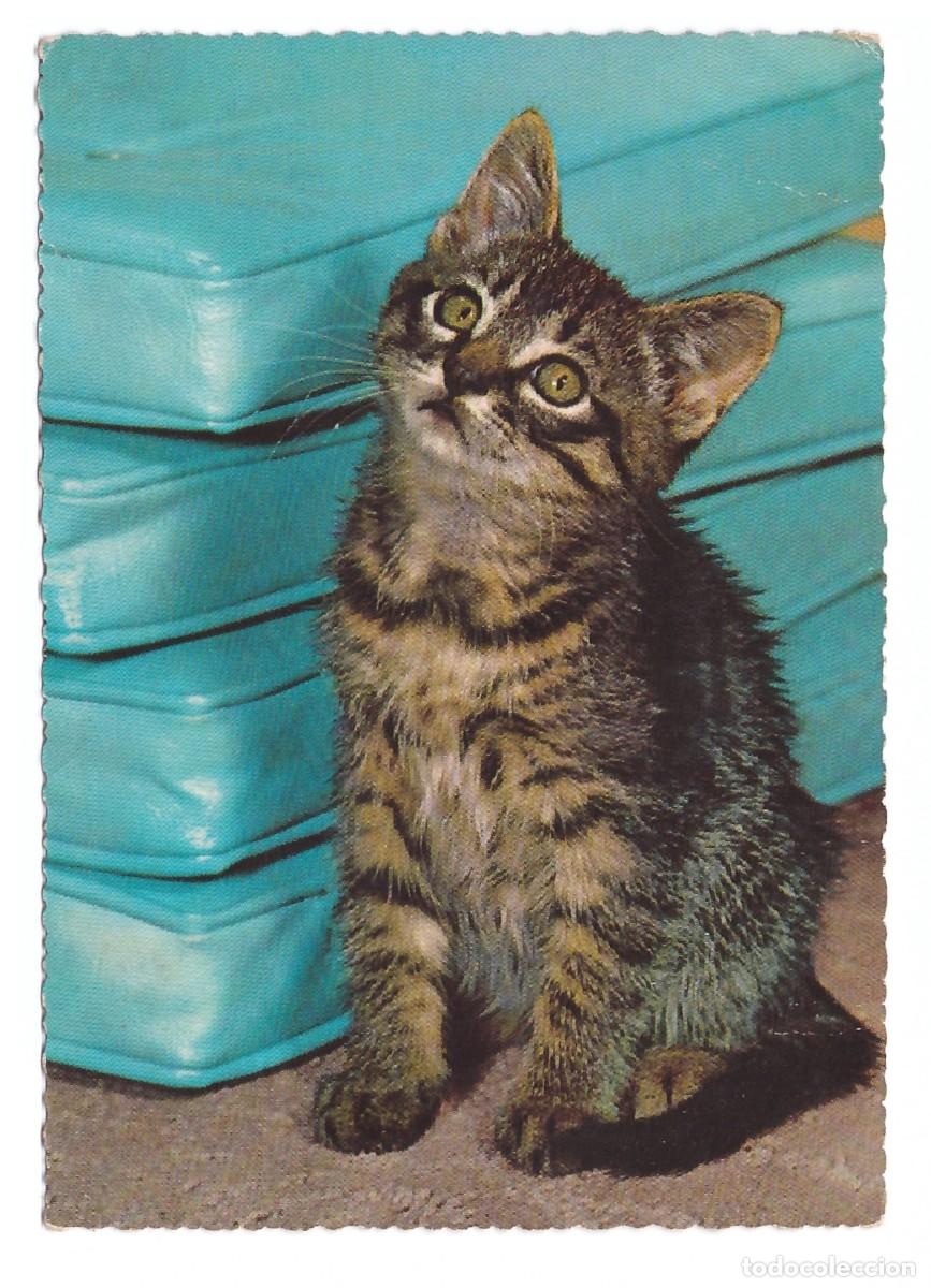 Postales: TARJETA POSTAL DE GATOS - Foto 1
