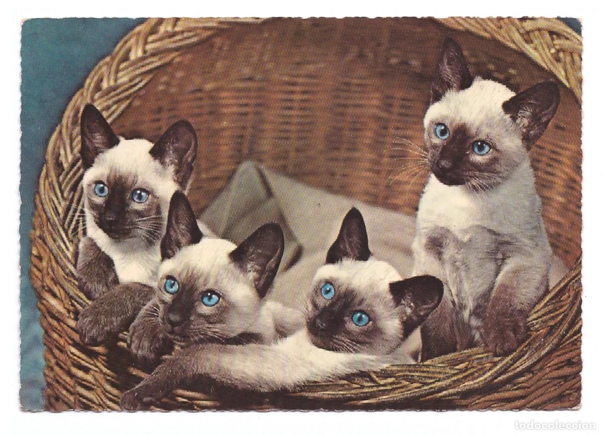 Postales: TARJETA POSTAL DE GATOS - Foto 1