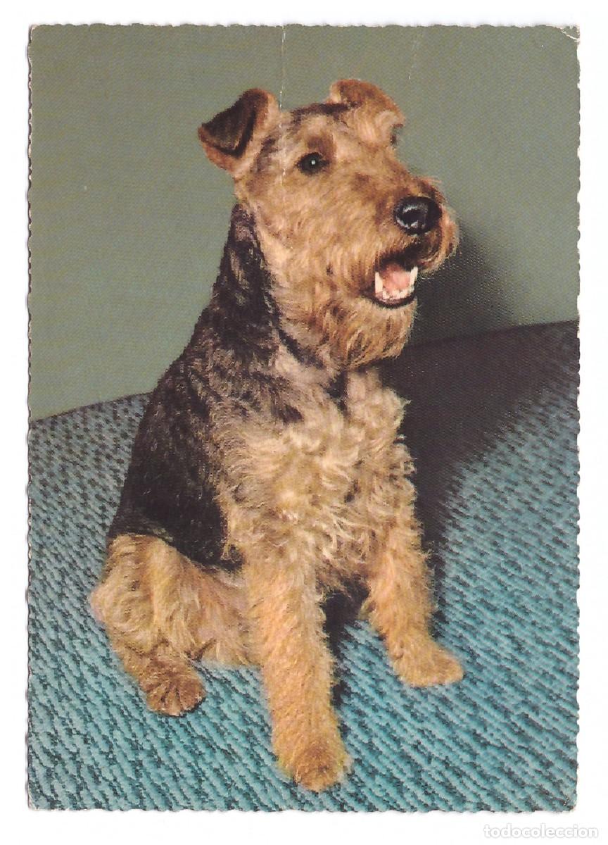 Postales: TARJETA POSTAL DE PERROS - Foto 1