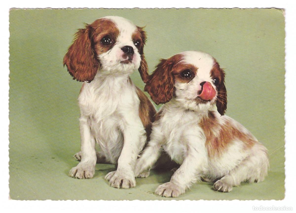 Postales: TARJETA POSTAL DE PERROS - Foto 1