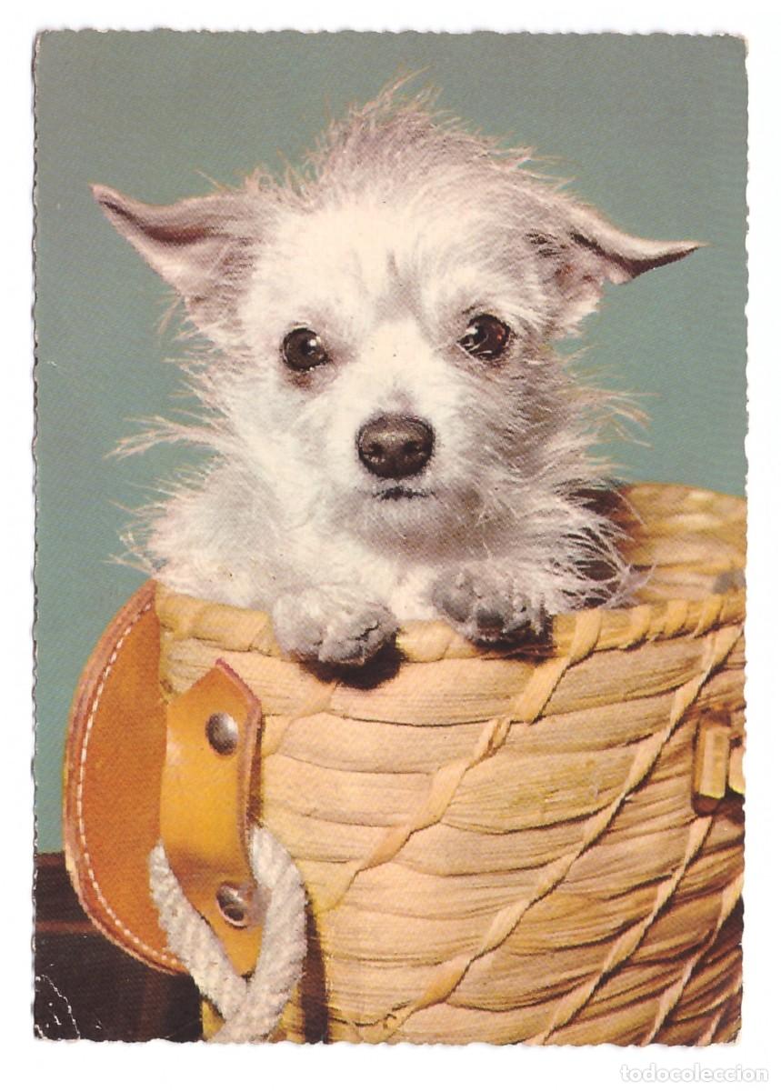 Postales: TARJETA POSTAL DE PERROS - Foto 1