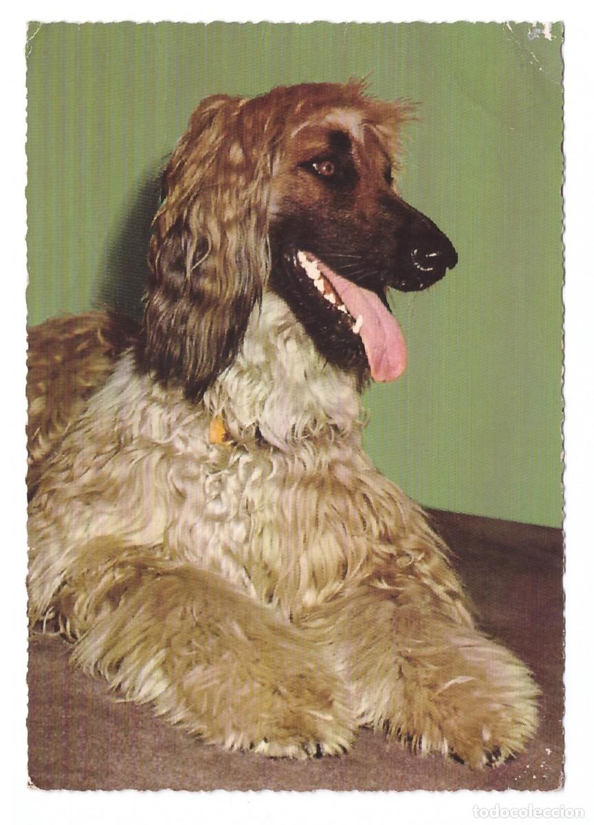 Postales: TARJETA POSTAL DE PERROS - Foto 1