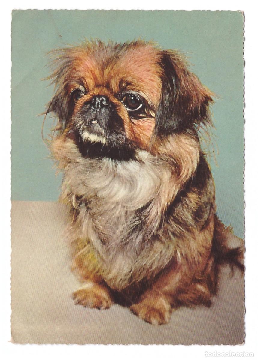 Postales: TARJETA POSTAL DE PERROS - Foto 1