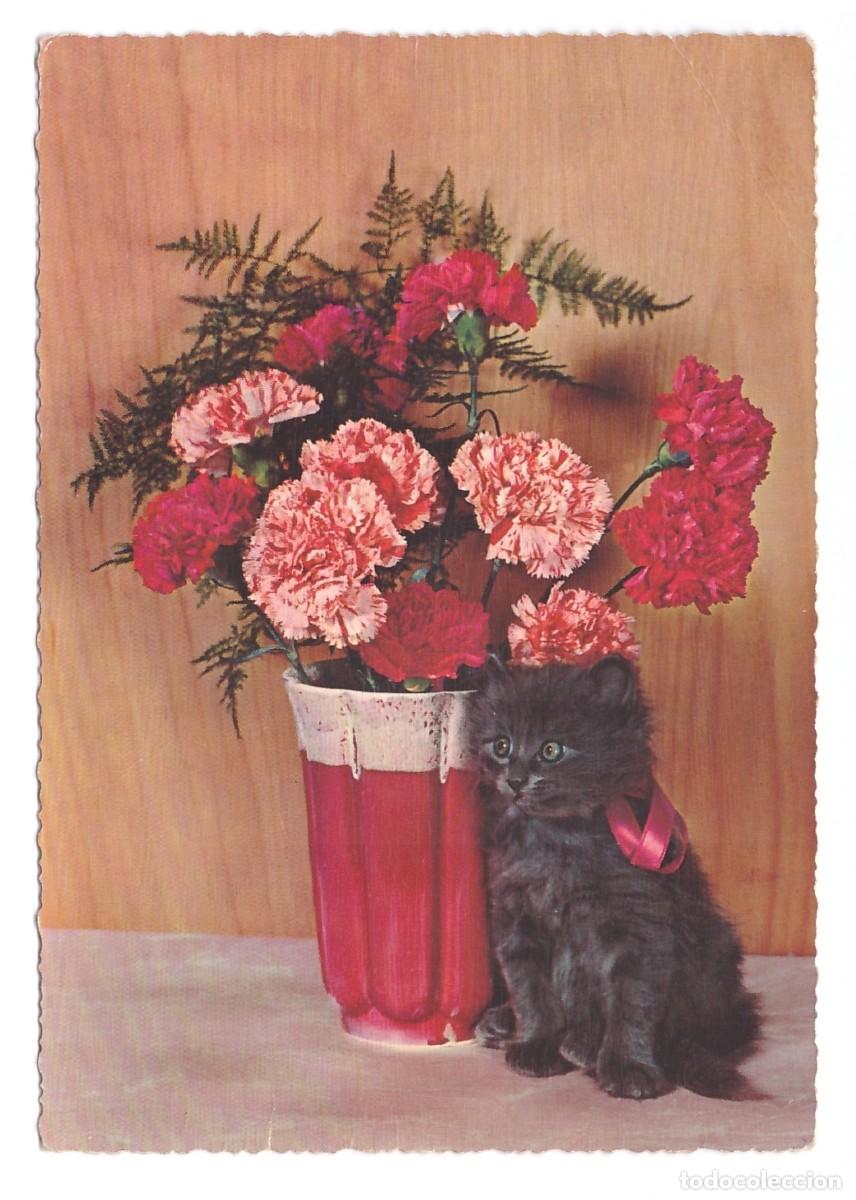 Postales: TARJETA POSTAL DE GATOS - Foto 1