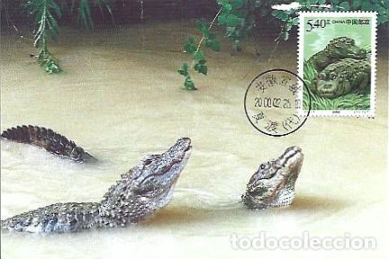 Postales: China & Maxima, Cocodrilo Chino 2000 (775556) - Foto 1