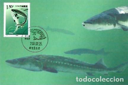 Postales: China & Maxima, Esturi&oacute;n Chino 2000 (77776) - Foto 1