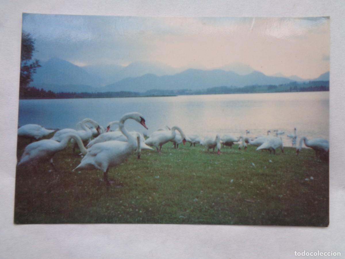 Postales: POSTAL DE PAISAJE CON CISNES - Foto 1