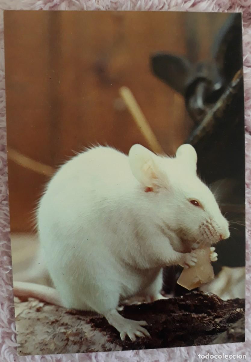 Cartes Postales: -83778 POSTAL RATON COMIENDO QUESO, ANIMALES, EDICIONES SAVIR 6144/2