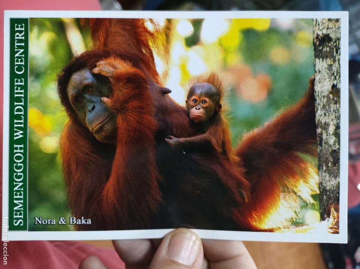 Postcards: Postal SARAWAK FORESTRY Malasia Semenggoh Wildlife Centre NORA Y BAKA SC