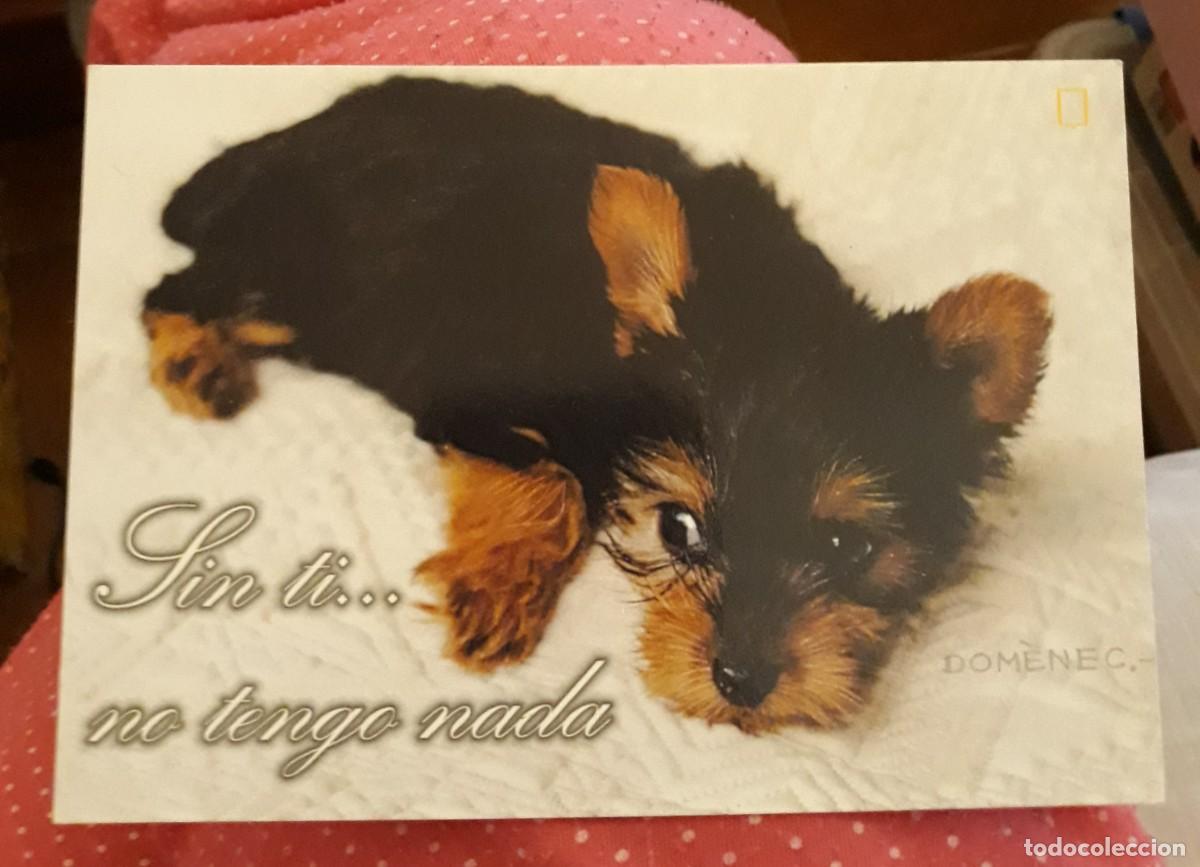 Postcards: -84005 POSTAL PERRO, ANIMALES, SIN TI NO TENGO NADA, SERIE CORAZ&Oacute;N, ESCUDO DE ORO