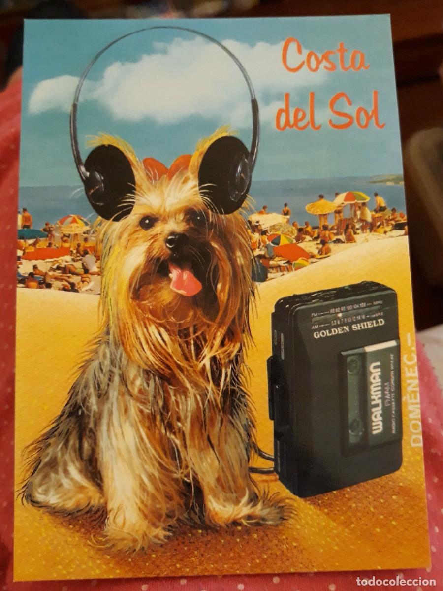 Postcards: -84006 POSTAL PERRO, ANIMALES, COSTA DEL SOL, ESCUDO DE ORO, L. DOMINGUEZ