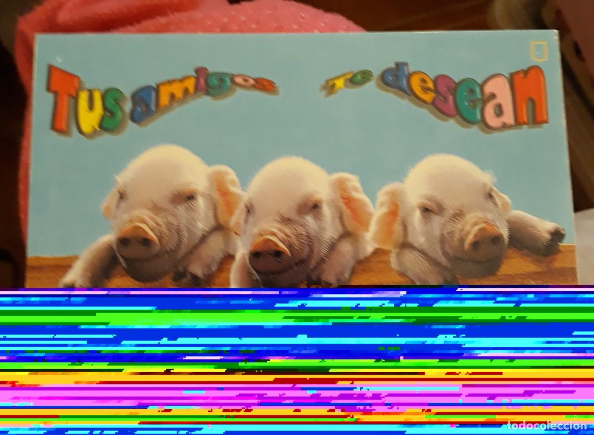 Postcards: -84008 POSTAL CERDOS, ANIMALES, SERIE CORAZ&Oacute;N, MUCHAS FELICIDADES, ESCUDO DE ORO